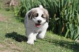 SAINT BERNARD 053